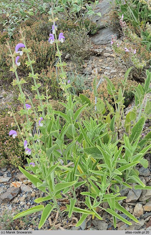 Salvia chrysophylla