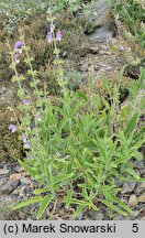 Salvia chrysophylla