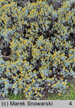 Helichrysum trilineatum