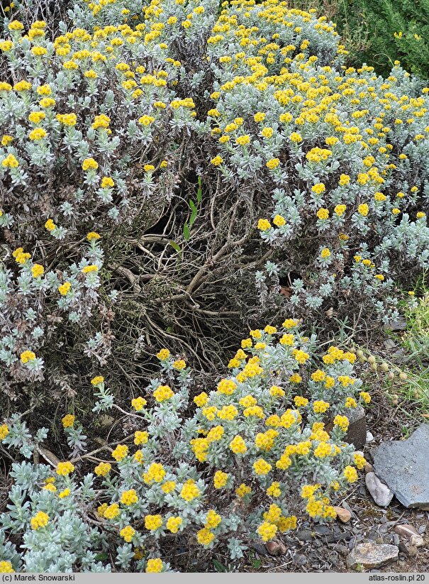 Helichrysum trilineatum