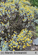 Helichrysum trilineatum