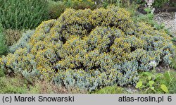 Helichrysum trilineatum