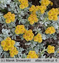 Helichrysum trilineatum