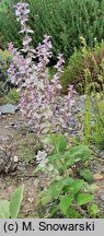 Salvia sclarea (szałwia muszkatołowa)