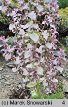 Salvia sclarea (szałwia muszkatołowa)