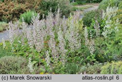 Salvia sclarea (szałwia muszkatołowa)