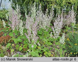 Salvia sclarea (szałwia muszkatołowa)