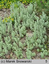 Artemisia pontica (bylica pontyjska)
