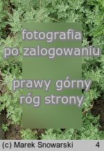Artemisia pontica (bylica pontyjska)
