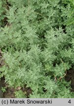 Artemisia pontica (bylica pontyjska)