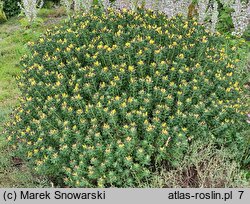 Chamaecytisus ruthenicus (szczodrzeniec ruski)