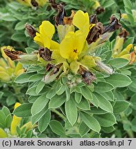 Chamaecytisus ruthenicus (szczodrzeniec ruski)