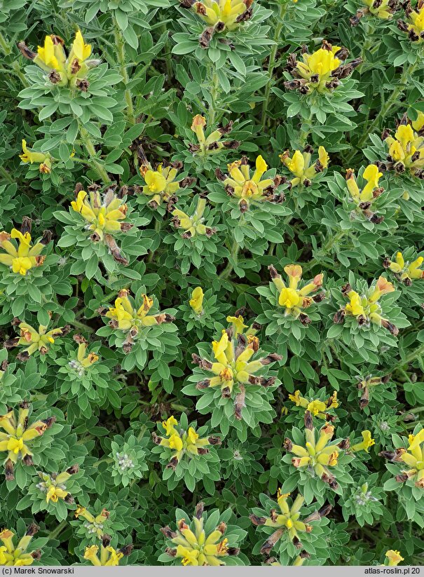 Chamaecytisus ruthenicus (szczodrzeniec ruski)