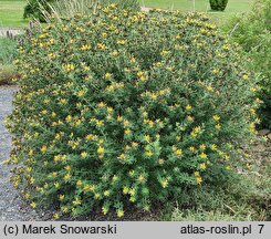 Chamaecytisus ruthenicus (szczodrzeniec ruski)