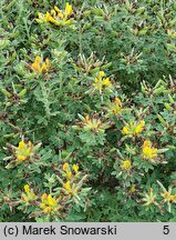 Chamaecytisus ruthenicus (szczodrzeniec ruski)