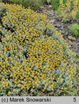 Helichrysum trilineatum