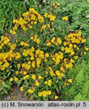 Oenothera fruticosa Sonnenwende