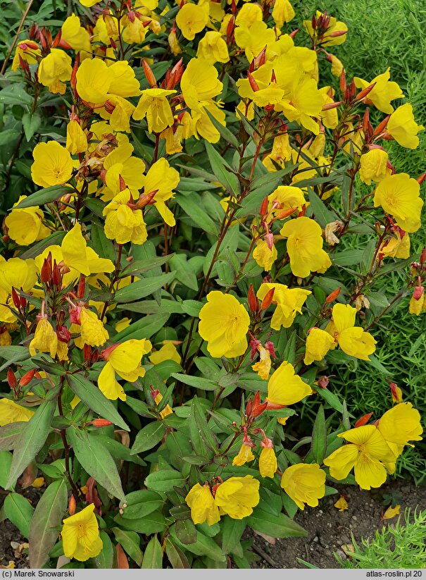 Oenothera fruticosa Sonnenwende