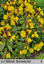 Oenothera fruticosa Sonnenwende