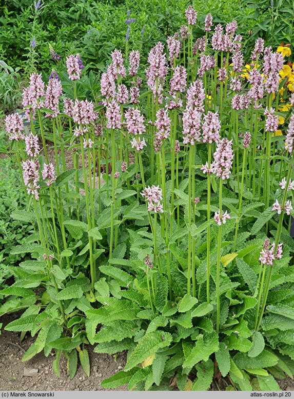 Betonica officinalis Pinky