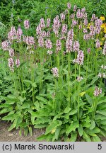 Betonica officinalis Pinky