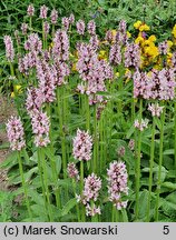 Betonica officinalis Pinky