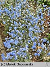 Delphinium grandiflorum Cheer Blue