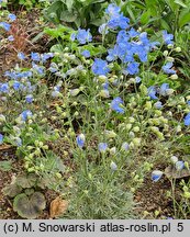 Delphinium grandiflorum Cheer Blue