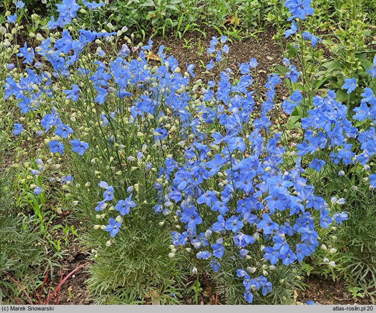 Delphinium grandiflorum Cheer Blue