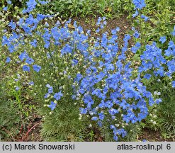 Delphinium grandiflorum Cheer Blue