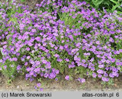 Nierembergia hippomanica Purple Robe