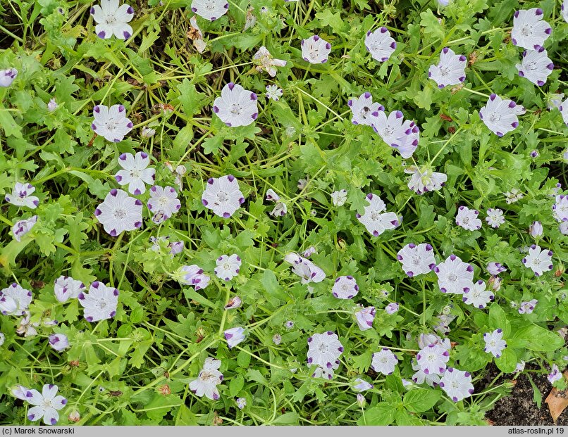 Nemophila maculata (porcelanka plamista)