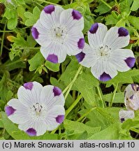 Nemophila maculata (porcelanka plamista)