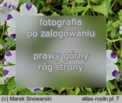 Nemophila maculata (porcelanka plamista)