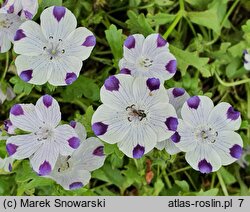 Nemophila maculata (porcelanka plamista)