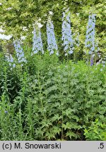 Delphinium elatum (ostróżka wyniosła)