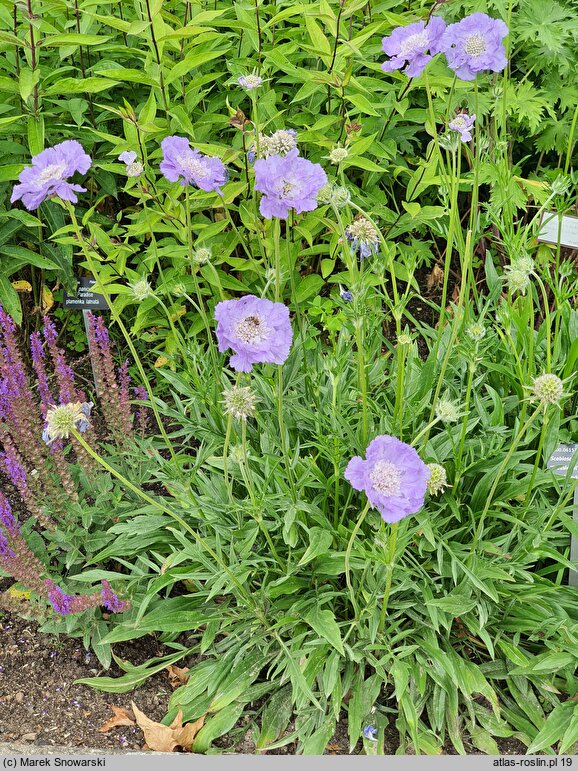 Scabiosa caucasica Blausiegel