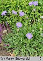 Scabiosa caucasica Blausiegel