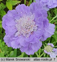 Scabiosa caucasica Blausiegel