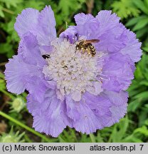 Scabiosa caucasica Blausiegel