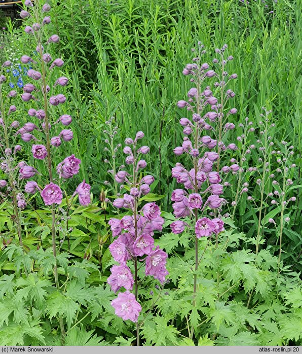 Delphinium Dusky Maidens