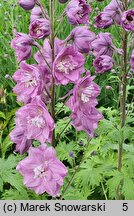 Delphinium Dusky Maidens