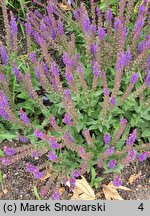 Salvia nemorosa Ostfriesland