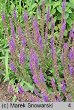 Salvia nemorosa Ostfriesland