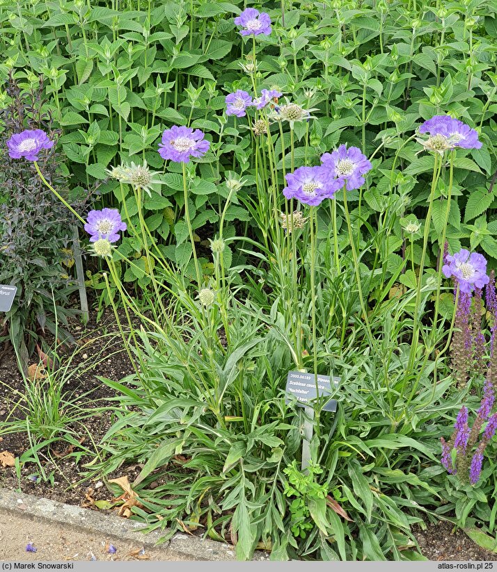 Scabiosa caucasica Nachtfalter