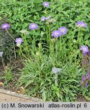 Scabiosa caucasica Nachtfalter