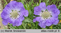 Scabiosa caucasica Nachtfalter