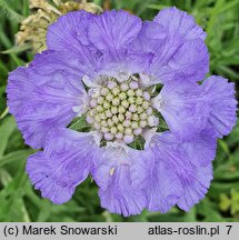 Scabiosa caucasica Nachtfalter