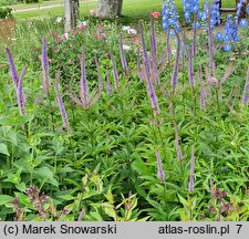 Veronicastrum sibiricum Red Arrows