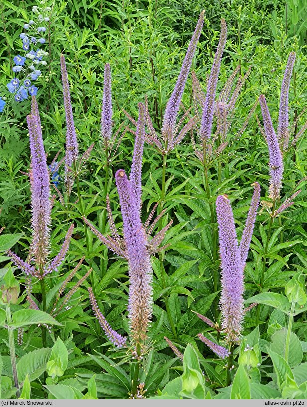 Veronicastrum sibiricum Red Arrows